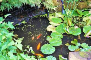 Several orange fish swim in a pond covered in lily pads and surrounded by reeds and ferns.